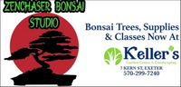Zenchaser bonsai